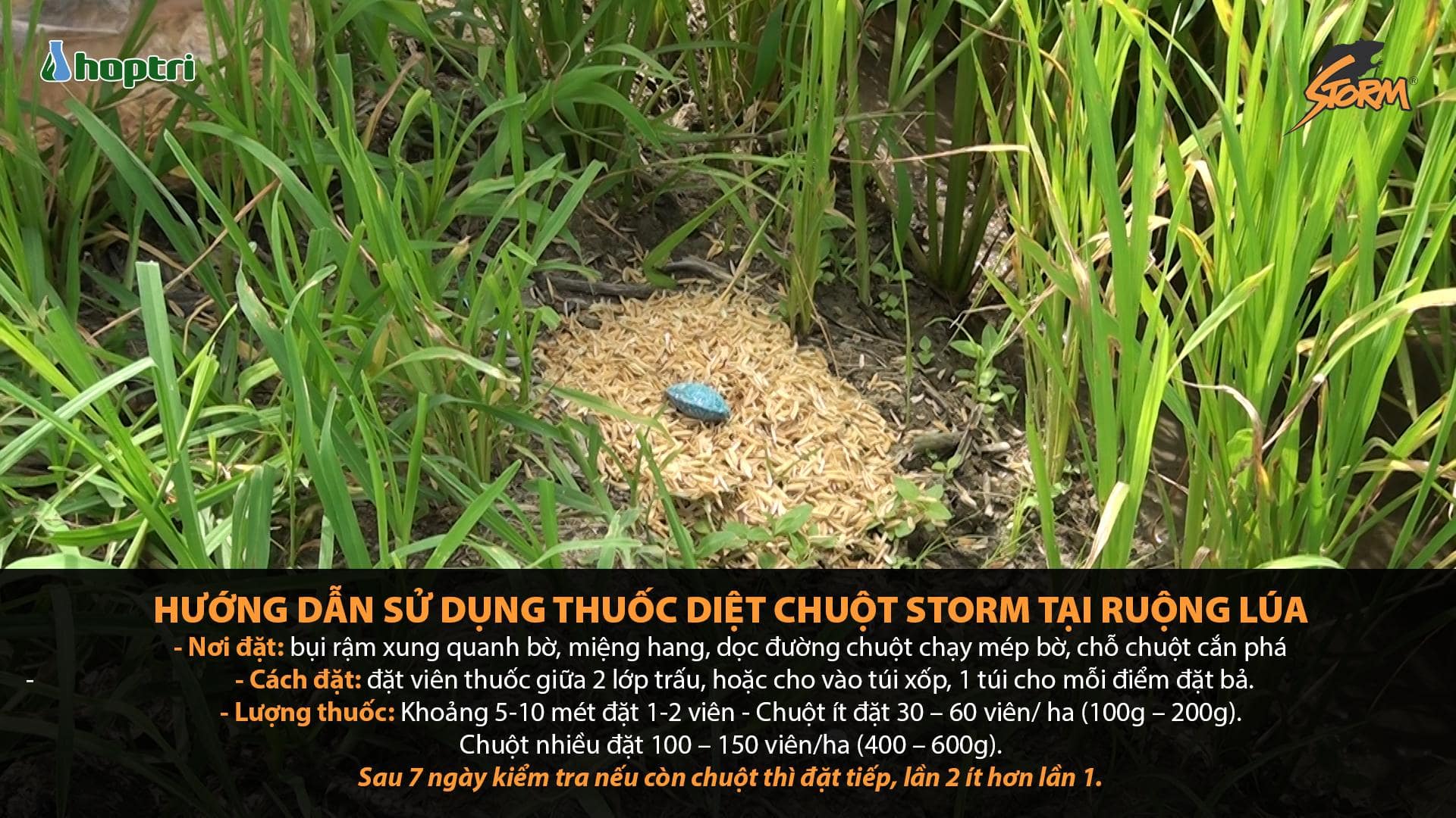 cach su dung thuoc diet chuot Storm tai ruong lua