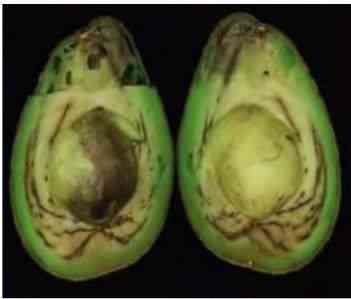 Phytophthora8