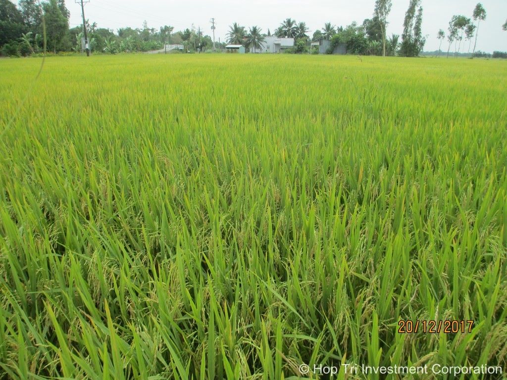 Ruộng mô hình