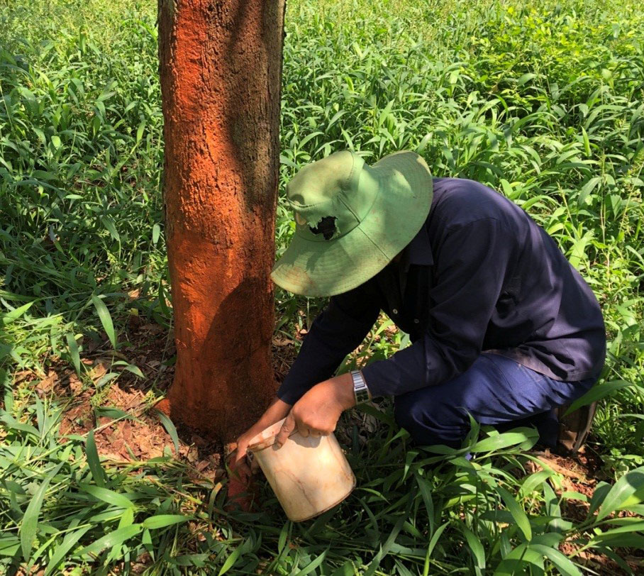 Bệnh nứt thân chảy nhựa sầu riêng