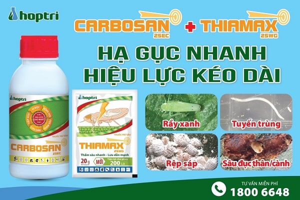  bảo vệ cơi đọt khi xử lí sầu riêng ra hoa nghịch vụ