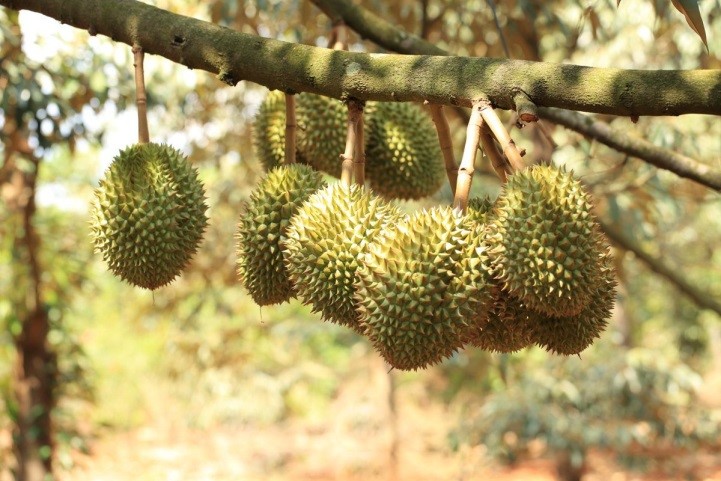 phòng trừ sâu bệnh hại giai đoạn trái lớn