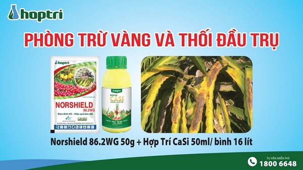 sau thu hoạch thanh long, cần phòng trừ vàng và thối đầu trụ