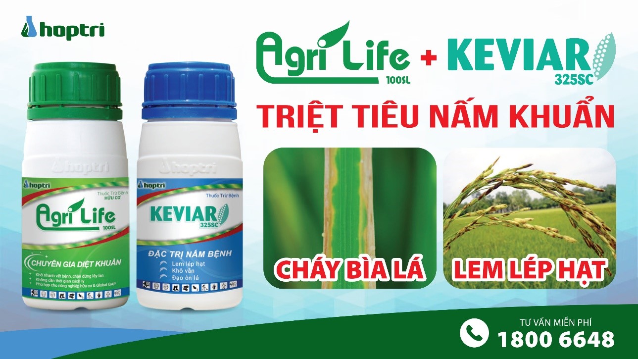 Agrilife và Keviar phòng ngừa cháy bìa lá, lem lép hạt