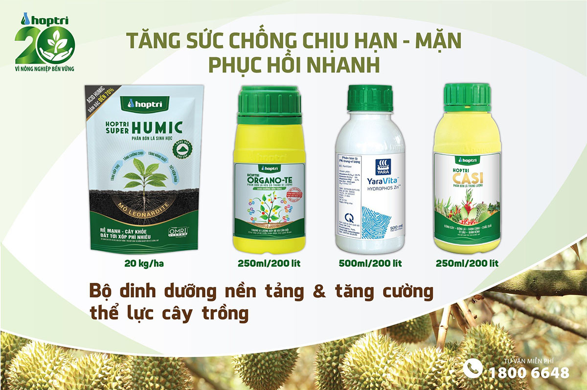 hạn mặn cây có múi