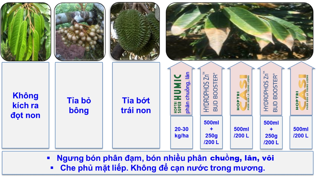 PhongChongHanMan CaySauRieng CayCoMui