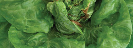 Boron Lettuce