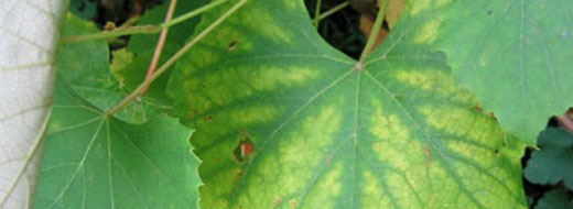 Manganese Curcurbits