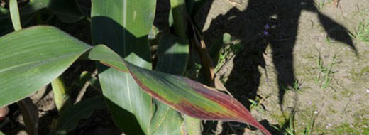 Phosphorus Corn