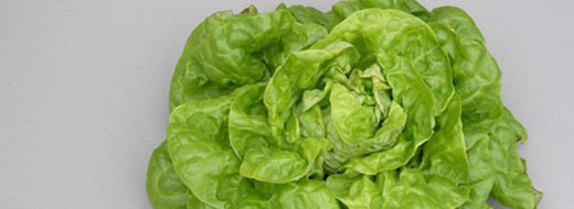 Sulfur Lettuce