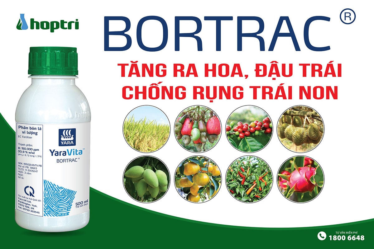 Bortrac tăng ra hoa, đậu trái, chống rụng trái non