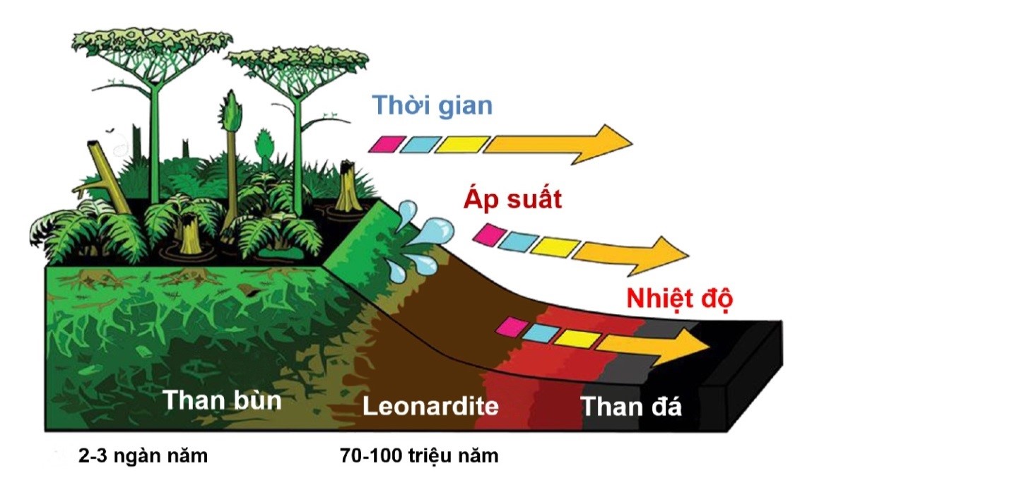 Infographic AcidHumic