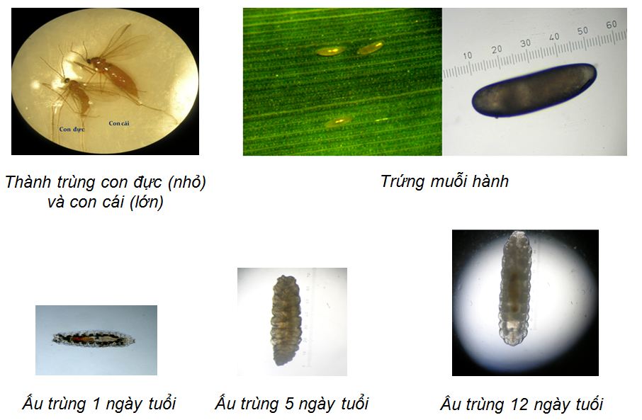 Muỗi hành hại lúa (sâu năn) 2