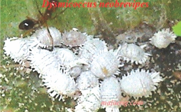 DysmicoccusNeobrevipes04