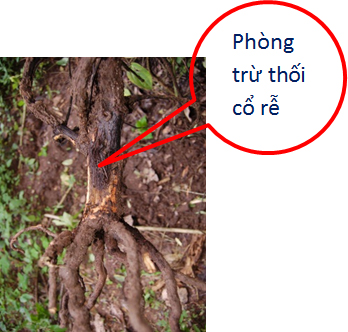 PhongTruThoiCoRe