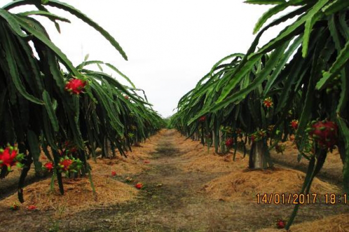 Kinh nghiệm chăm sóc và phòng trừ sâu bệnh cho Thanh Long ruột đỏ vụ xông đèn (Vụ nghịch)