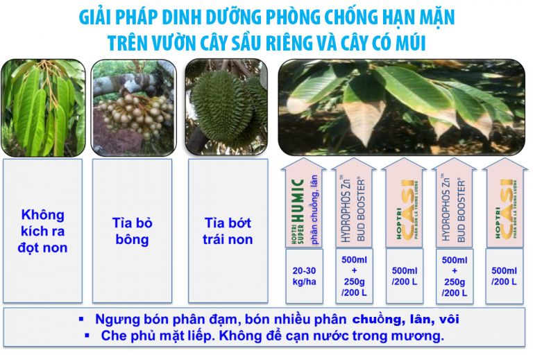 QUY TRÌNH PHÒNG CHỐNG HẠN MẶN VƯỜN SẦU RIÊNG VÀ CÂY CÓ MÚI