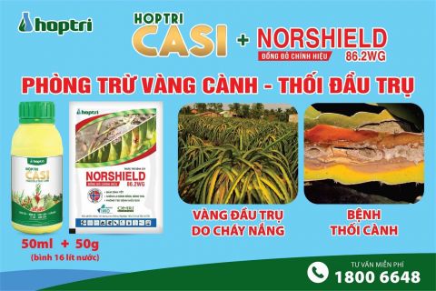 PHÒNG TRỪ VÀNG VÀ THỐI ĐẦU TRỤ THANH LONG