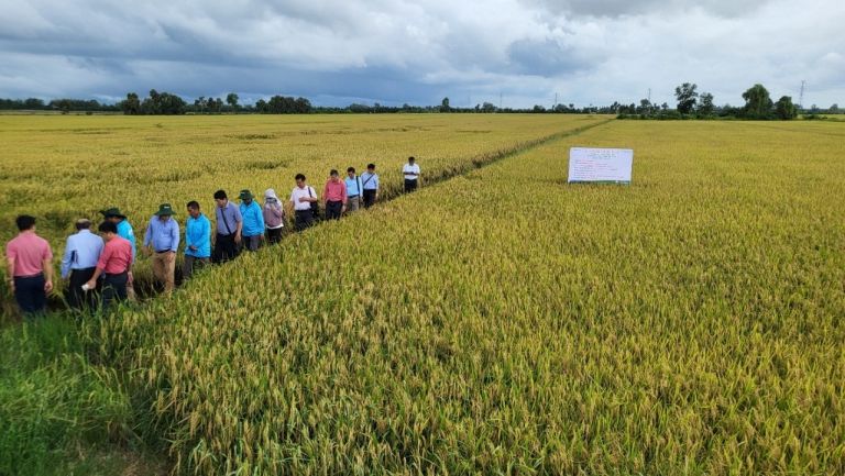 Mô hình canh tác lúa Hợp Trí tại Long An giúp tăng lợi nhuận hơn 6 triệu đồng mỗi ha